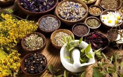 گیاهان دارویی درمانی بر درد بیکاری ایلام