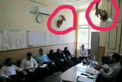تاکسیدرمی در اداره محیط‌زیست!
