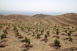 بازگشت زندگي با درختكاري درسربيشه خراسان جنوبي