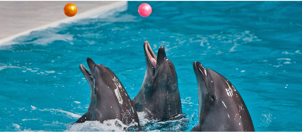 پارک دلفین کیش، تنها دلفیناریوم در ایران