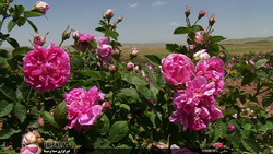 بوی گل‌محمدی از هوای چهارمحال و بختیاری می‌آید