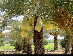 فصل پرغصه برداشت خرما از نخلستان‌ها پایان ندارد