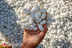 رونق روستا‌های سمنان با توسعه شهرک‌های کشاورزی