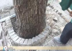 مرمت و ساماندهی سنگفرش پای درختان