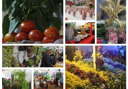 چرخ‌های توسعه اردبیل با افتتاح ۱۷۲ طرح اقتصادی سرعت می‌گیرد