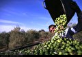 محیط زیست طارم با ۹۶ میلیون لیتر پساب فرآوری زیتون آلوده شد