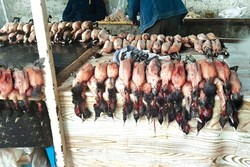 مافیای پرنده کش