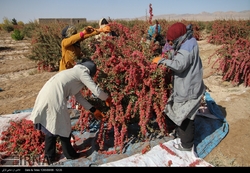 یاقوت خراسان صورتش را با سیلی سرخ نگه داشته است