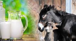 هشدار‌هایی جدی درباره مصرف شیر الاغ
