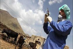 رصد و پایش پرندگان مهاجر اکوسیستم زاینده رود در شهرستان چادگان