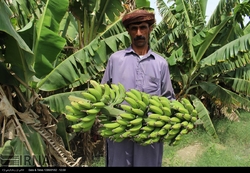 موز وارداتی ۱۷ هزار تومانی را ۵۰ هزار تومان می‌فروشند ناظر بازار کجاست؟!