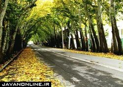 وجود ارتباط میان درخت در خیابان‌ها و افسردگی