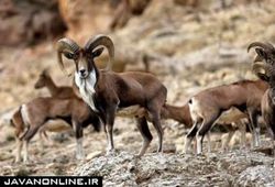 آخرین وضعیت افزایش حقوق یگان حفاظت محیط زیست