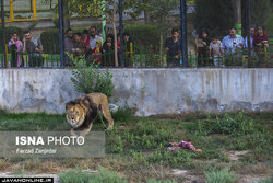 بیماری و مرگ و میر حیوانات در اسارت