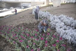 برنامه‌ریزی برای کاشت ۲۵۰ هزار گلدان شب بو و ۱۵۰ هزار جعبه بنفشه