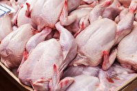 خروج غیر قانونی مرغ زنده از دلایل کمبود گوشت مرغ در آذربایجان غربی است