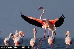 آخرین جزئیات از تلفات پرندگان مهاجر در میانکاله