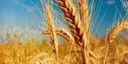 خرید و فروش گندم خارج از شبکه‌های رسمی و تعیین شده قاچاق محسوب می‌شود