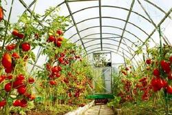 افزایش ۲ هزار تنی محصولات گلخانه‌ای با اجرای ۷۲ طرح در خراسان‌جنوبی