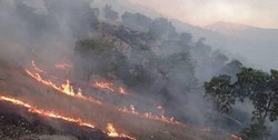 جنگل‌ها امسال ۱۴۵ بار قربانی حریق شدند