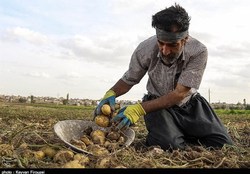 بی برنامگی جهاد کشاورزی سیب‌زمینی گلستانی‌ها را روی زمین سرخ کرد