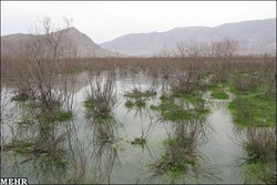 کشت بی حساب برنج بخت سفید «بختگان» را رو‌به سیاهی می‌برد