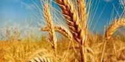 تعیین ۳۵ مرکز خرید گندم از کشاورزان در استان