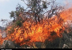 غافلگیری هر ساله در دقیقه ۹۰ آتش صدباره در بلوطستان