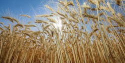دستیابی به رکورد جدید تولید هسته های اولیه بذر محصولات دیم در کشور
