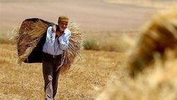 خرید تضمینی گندم و کلزا در خراسان رضوی به ۶۰ هزار تن رسید
