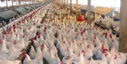 تمدید بدهی واحدهای پرورش مرغ گوشتی آسیب دیده از کرونا
