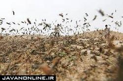 موج جدید حمله ملخ‌های صحرایی به ایران