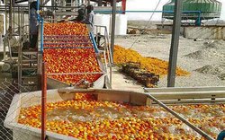 ۴ میلیون تن محصول آذربایجان‌غربی در انتظار صنایع تبدیلی و فرآوری