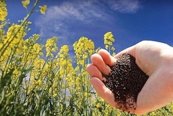 برداشت ۲۸۵۲ تن دانه روغنی کلزا