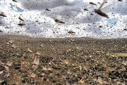 مسئولان: ملخ‌ها بومی هستند و پسته دوست ندارند!