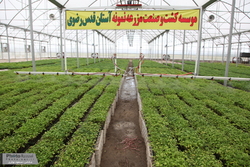 افزایش کارایی مکانیزاسیون، نقش موثری در رونق بخش کشاورزی دارد