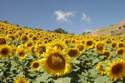 افزایش ۳۰۰ درصدی سطح زیر کشت آفتابگردان توسط کشت و صنعت انابد