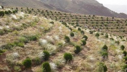 ۱۷۵۰ هکتار جنگل‌کاری اقتصادی در چهارمحال و بختیاری