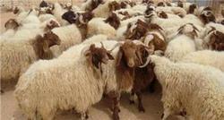 انجام سنت حسنه قربانی به صورت غیر حضوری در سطح شهر مشهد