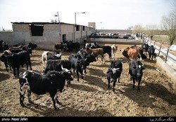 انباشت ۳۰۰ هزار دام سنگین در دامداری‌ها