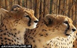 مشاهده یوزپلنگ ایرانی جدید در سمنان