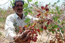 سود یک سال زحمت پسته‌کاران خراسان جنوبی ۲۰ روزه به جیب دلالان می‌رود