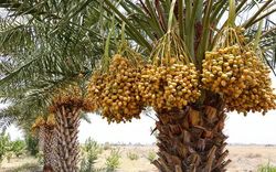 پیش بینی برداشت ۱۲ تن خرما در اراضی موقوفه طبس