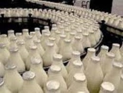 استان اصفهان رتبه اول تولید شیر کشور را اهراز کرد