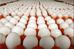 صادرات تخم مرغ متوقف شد