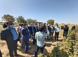 برگزاری اولین تور رسانه ای پتانسیل های تولید محصول پنبه کشوردرکاشمر