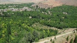 توسعه باغات متراکم و پوششی یکی از اهداف اصلی  باغبانی جهاد کشاورزی شهرستان مشهد