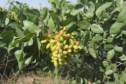 اجرای طرح اصلاح سیستم آبیاری باغ ۱۰۶ هکتاری پسته موسسه موقوفات سمنان