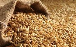 توزیع ۲۴۱۳ تن بذر اصلاح شده ی گندم و جو بین کشاورزان شهرستان مشهد