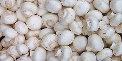 تولید کننده قارچ استان اصفهان برتر شد